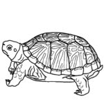 Raskrasil.com-Coloring-Pages-Turtle-92