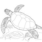 Raskrasil.com-Coloring-Pages-Turtle-94