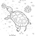 Raskrasil.com-Coloring-Pages-Turtle-98