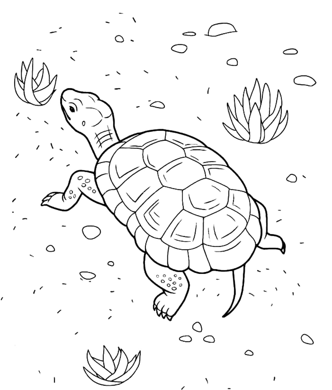 Raskrasil.com-Coloring-Pages-Turtle-98