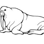 Raskrasil.com-Coloring-Pages-Walrus-10