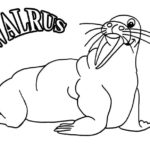 Raskrasil.com-Coloring-Pages-Walrus-103