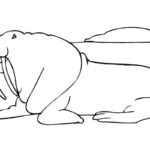 Raskrasil.com-Coloring-Pages-Walrus-11