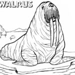 Raskrasil.com-Coloring-Pages-Walrus-13
