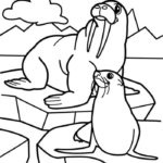 Raskrasil.com-Coloring-Pages-Walrus-16