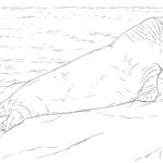 Raskrasil.com-Coloring-Pages-Walrus-2