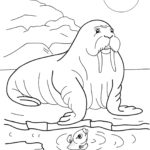 Raskrasil.com-Coloring-Pages-Walrus-22