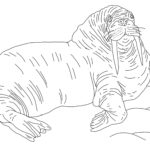 Raskrasil.com-Coloring-Pages-Walrus-25