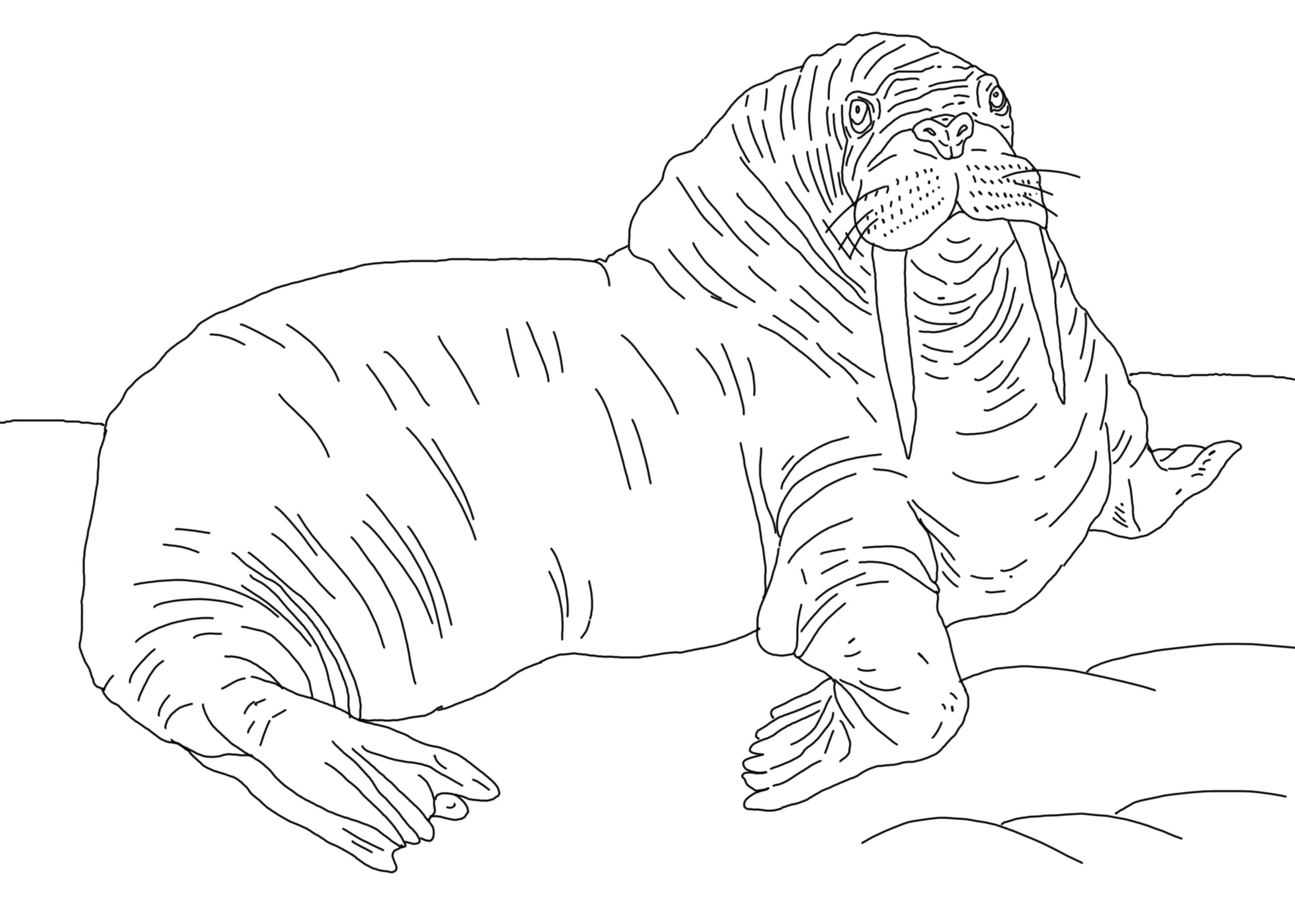 Raskrasil.com-Coloring-Pages-Walrus-25