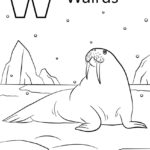 Raskrasil.com-Coloring-Pages-Walrus-26