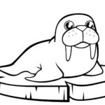 Raskrasil.com-Coloring-Pages-Walrus-28