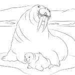 Raskrasil.com-Coloring-Pages-Walrus-3