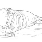 Raskrasil.com-Coloring-Pages-Walrus-4