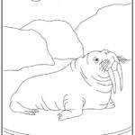 Raskrasil.com-Coloring-Pages-Walrus-42