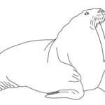 Raskrasil.com-Coloring-Pages-Walrus-44