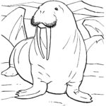 Raskrasil.com-Coloring-Pages-Walrus-46