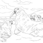 Raskrasil.com-Coloring-Pages-Walrus-5