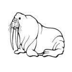 Raskrasil.com-Coloring-Pages-Walrus-50