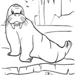 Raskrasil.com-Coloring-Pages-Walrus-52