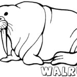Raskrasil.com-Coloring-Pages-Walrus-53