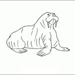 Raskrasil.com-Coloring-Pages-Walrus-60