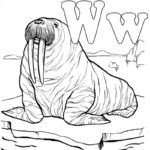 Raskrasil.com-Coloring-Pages-Walrus-62