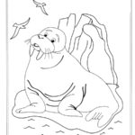 Raskrasil.com-Coloring-Pages-Walrus-63