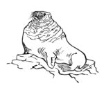 Raskrasil.com-Coloring-Pages-Walrus-71