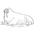 Raskrasil.com-Coloring-Pages-Walrus-72