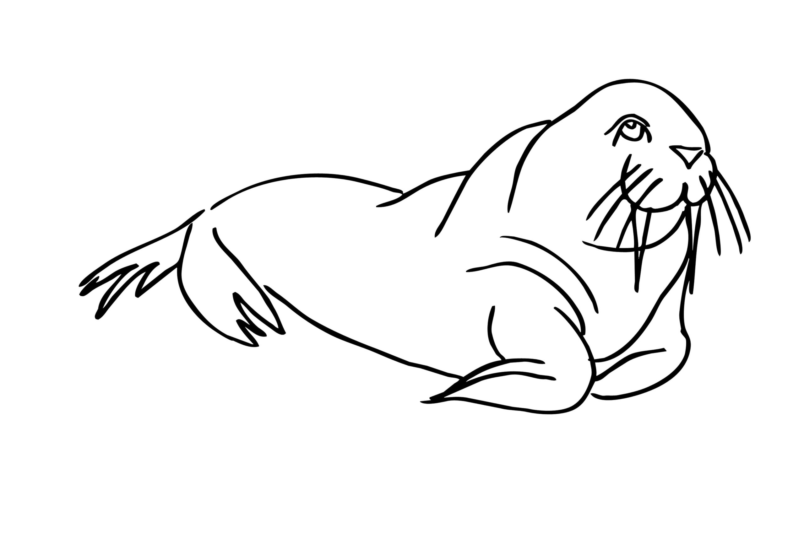 Raskrasil.com-Coloring-Pages-Walrus-73