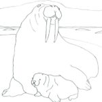 Raskrasil.com-Coloring-Pages-Walrus-78