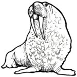 Raskrasil.com-Coloring-Pages-Walrus-79
