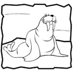 Raskrasil.com-Coloring-Pages-Walrus-8
