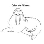 Raskrasil.com-Coloring-Pages-Walrus-80