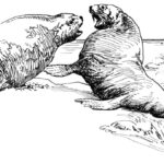 Raskrasil.com-Coloring-Pages-Walrus-84