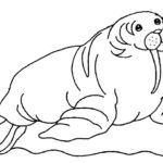 Raskrasil.com-Coloring-Pages-Walrus-86