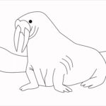Raskrasil.com-Coloring-Pages-Walrus-88