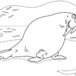 Raskrasil.com-Coloring-Pages-Walrus-90