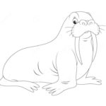 Raskrasil.com-Coloring-Pages-Walrus-95