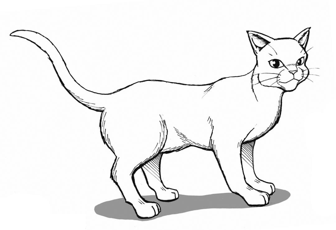 Dibujos de Gatos Guerreros para colorear - 100 imágenes para imprimir