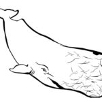 Raskrasil.com-Coloring-Pages-Whale-10