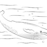 Raskrasil.com-Coloring-Pages-Whale-104