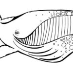 Raskrasil.com-Coloring-Pages-Whale-107