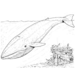 Raskrasil.com-Coloring-Pages-Whale-16