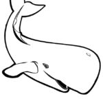 Raskrasil.com-Coloring-Pages-Whale-22