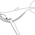 Raskrasil.com-Coloring-Pages-Whale-24