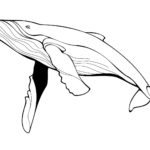 Raskrasil.com-Coloring-Pages-Whale-25
