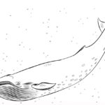 Raskrasil.com-Coloring-Pages-Whale-26