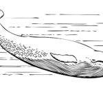 Raskrasil.com-Coloring-Pages-Whale-27