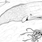 Raskrasil.com-Coloring-Pages-Whale-31